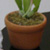 musings: plant